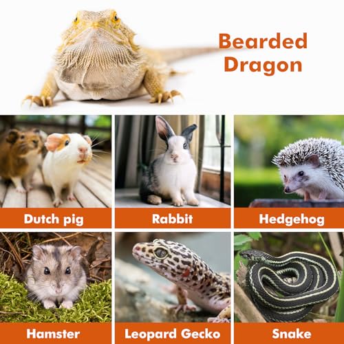 Image of LIKZINWA Bearded Dragon Lizard Leash Harness,4 Size Pack Adjustable Small Animal Harness for Reptile and Small pet (Schoolbag)