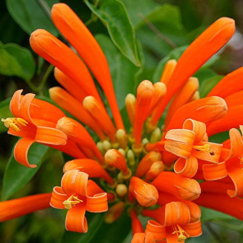 Egrow 10 Pcs/Pack Orange Campsis Grandiflora Seeds Pyrostegia Perennial Climbing Garden Decorations