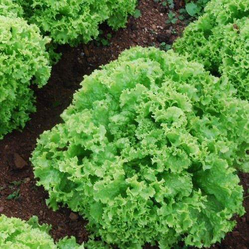 SeeKay Lettuce Lollo Bionda Appx 300 Seeds