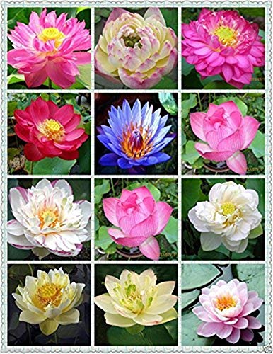 Creative Farmer Lotus Flower Mixed Colour Seeds (Pack of 15 Seeds) (B08MRKG16S) Amazon Price History, Amazon Price Tracker