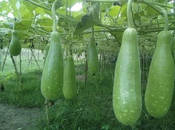 BOTTLE GUARD SEEDS (B0CJQGYCRH) Amazon Price History, Amazon Price Tracker