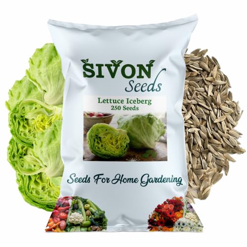 Image of SIVON Lettuce Iceburg (250 Seeds) Exotic Vegetable Seeds for Home Garden, Organic & Hybrid, Perfect for Home Gardening, Planting For Pots and Patio