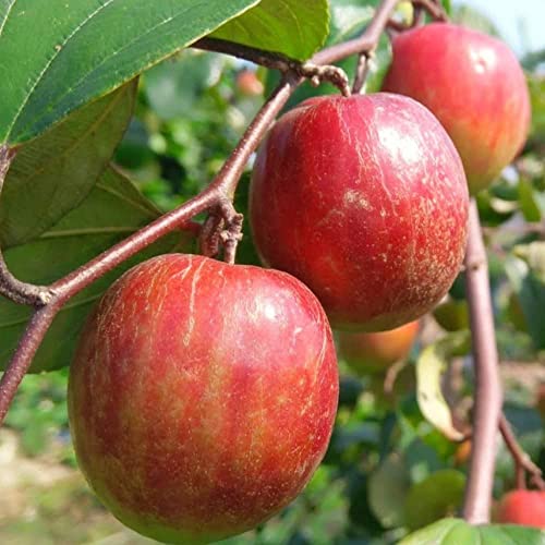 Image of Golden Bloom Grafted Red Apple Ber Plant, Red Kashmiri Apple Ber Plant (Next Year U Get Fruits)