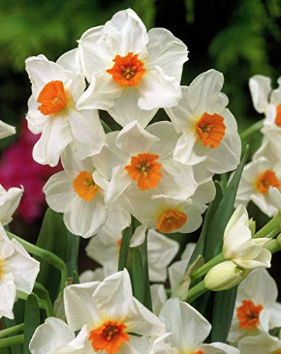 5 bulbi narciso narcissus geranium kapiteyn