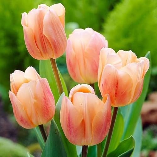 チューリップ 球根 アプリコットビューティ 10球 チューリップの球根/国華園 25年秋商品のサムネイル