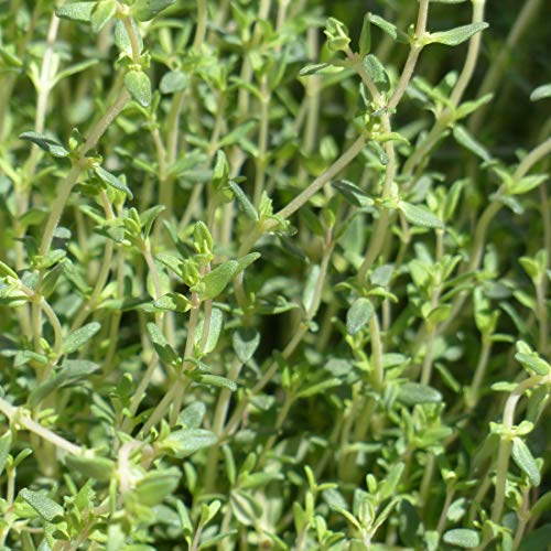 Thym - zaden - Afbeelding 4