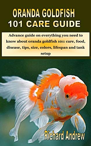 oranda goldfish tank setup