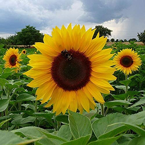 SRI SAI FORESTRY Premium Sunflower yellow color ornamental plant flower seeds for Home Garden terrace Apartments balcony Pack of 100 (B094ZT51ZQ) Amazon Price History, Amazon Price Tracker