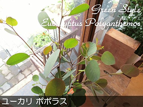 Amazon｜ユーカリ ポポラス 5号鉢サイズ 鉢植え 丸葉ユーカリ ハート
