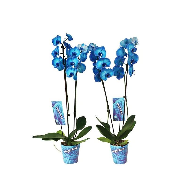 Orquídeas Azules Royal Blue - Pack 2 Plantas - Flores de Interior - Plantas Naturales para Decorar el Hogar