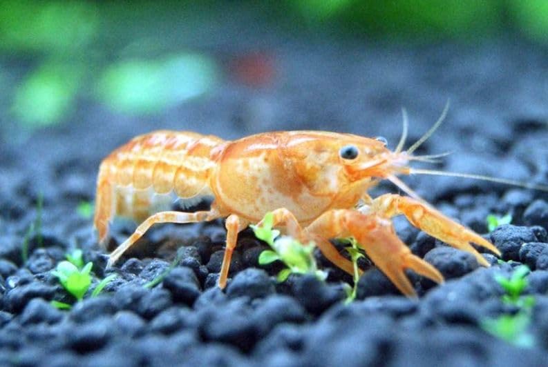 3 Live CPO Mexican Orange Dwarf Crayfish