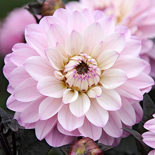 FERNSFLY™ Flower Bulbs IMP. Dahlia | Dhalia | Dahalia Perennial Flower Bulbs Excellent Quality Attractive Aromatic Flower Home Outdoor Gardening Flowering Bulbs (Pack Of 1 The Melody Harmony) (B08SQD65ZK) Amazon Price History, Amazon Price Tracker