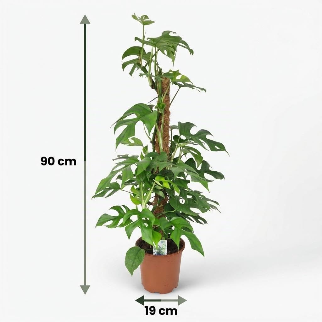 Green boutiQ - Plante d'intérieur - Mini Monstera - Monstera Minima sur Tuteur - Vert - Entretien facile - 1 Plante - Pot 19cm - Hauteur 90cm