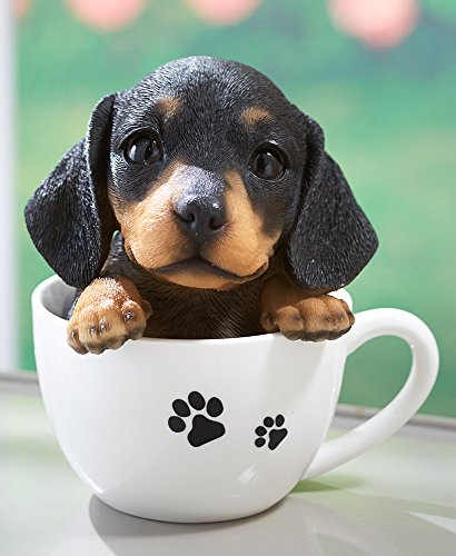 teacup weenie dog for sale