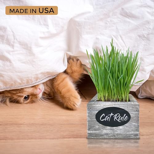 Cali Kiwi Pros Cat Grass for Indoor Cats Kit – Organic Wheatgrass Seed & Soil, Hairball Remedy in Red Cedar Planter, Gift Box with Bonus Label, Pen & 10% Cat Treats Discount (Coast)