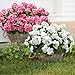 Artificial Geranium Fake Flowers for Outdoors Decoration, 6 Bundles Silk Geraniums Pink Flower UV Resistant Look Real Faux Plants for Front Door Garden Porch Planter Patio Balcony Yard Indoor Home