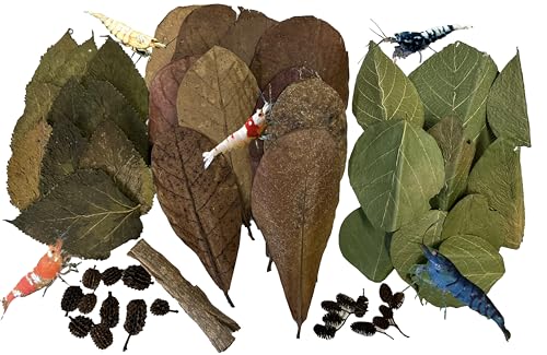 Garnelen-Kombi-Set je 10 Catappa-, Maulbeer- und Dadap-Blätter, Erle & Casuarina-Zapfen, 10 g Catappa-Rinde und 2,5–15,2 cm Cholla-Holz Awesome Aquatic Garnelen-Kombi-Set je 10 Catappa-, Maulbeer- und Dadap-Blätter, Erle & Casuarina-Zapfen, 10 g Catappa-Rinde und 2,5–15,2 cm Cholla-Holz Awesome Aquatic