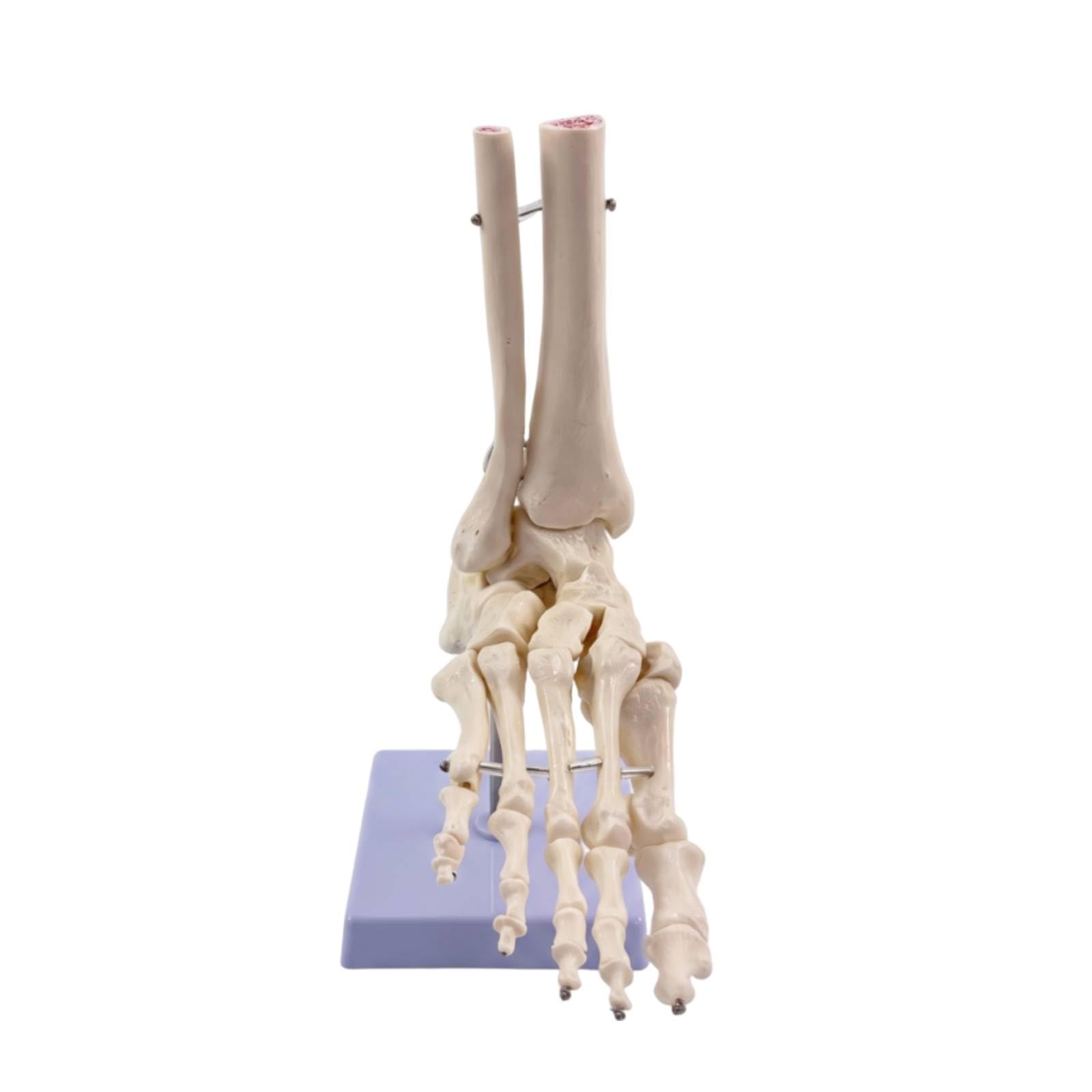 Modelo Esquelético con Soporte Flexible