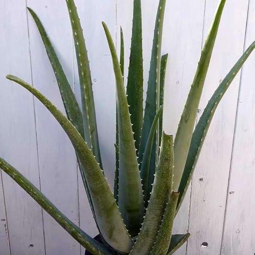 アロエ ベラ 苗 充実大株 6号鉢 1鉢 鉢植え 多肉植物 観葉植物 251011