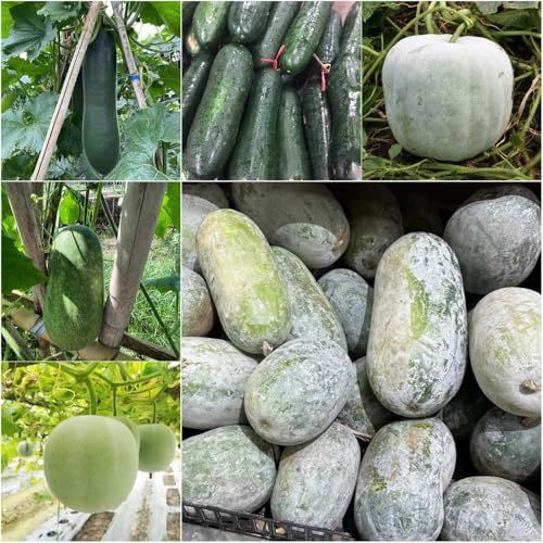 Semillas de calabaza de cera - semillas invierno decorativas balcón melón invierno 300pcs