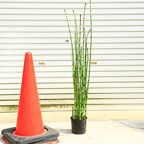 Amazon | 涼しげなトクサの生垣にピッタリ!庭木・植木:トクサ(砥草)とくさ 特大株! | 植木