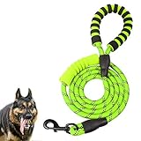 Bringing a Cockapoo Puppy Home (What You Need?) | Cockapoo HQ