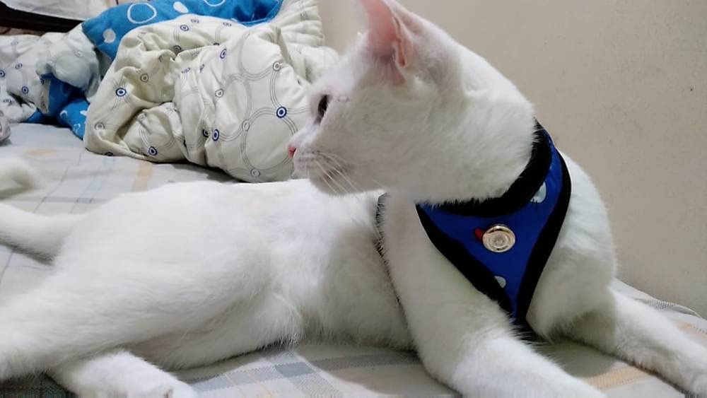 Arnés para gatos a prueba de escape Birds' Park de 2 piezas tamaño mediano