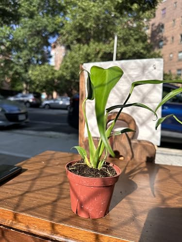 Monstera Burle Marx Flame, 4 Inch Live Indoor Tropical Plant,