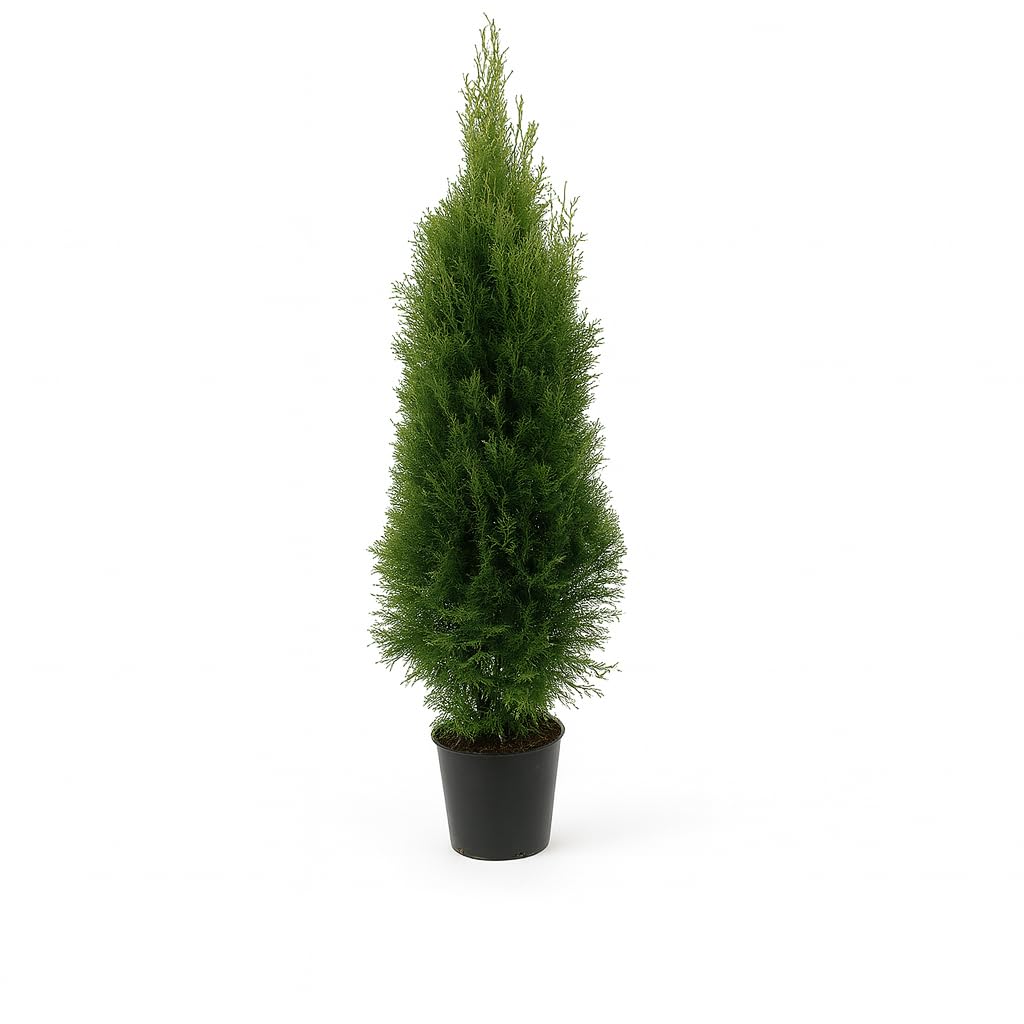 25st. Thuja Smaragd 120-150cm ohne Topf gemessen für 10m Hecke Lebensbaum Heckenpflanzen "Edelthuja" immergrüner Sichtschutz Hecke