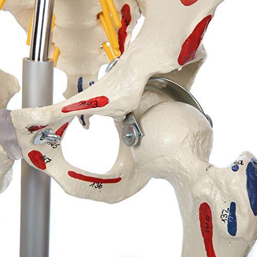 Rudiger Anatomie Human Skeleton With Flexible Spine, Muscle Paintings, And Arteries #TOP3