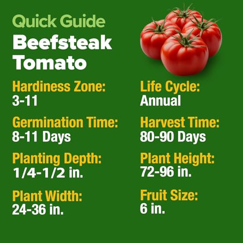Image of HOME GROWN Beefsteak Tomato Seeds 300+ Heirloom Non-GMO Seeds for Planting, High Germination, Indeterminate, Large Meaty Slicing Tomato, High Yield Summer Vegetable Garden (Solanum lycopersicum)