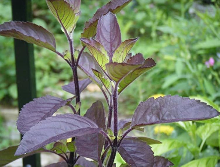 Tulsi Kali TULSI Podha Live Plant Black Tulsi Ayurvedic Tulsi With Pot (Kali) (B0CL1GJJ3R) Amazon Price History, Amazon Price Tracker