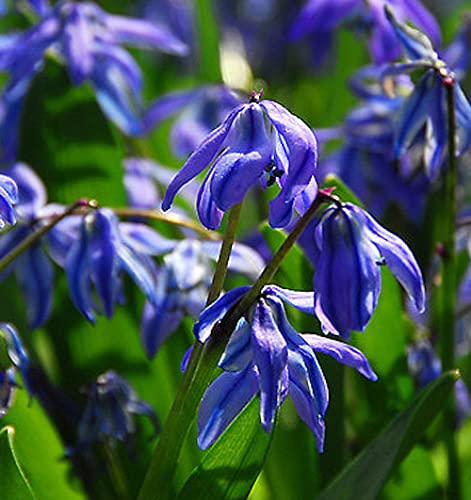 Bulbes à Fleures (10 X Scilla siberica) Cover