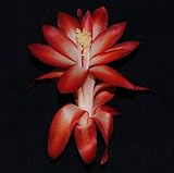 FTG Goods 1 Live Exotic Cactus Starter Plant | Big Fire Christmas Cactus | Zygocactus Succulent Root