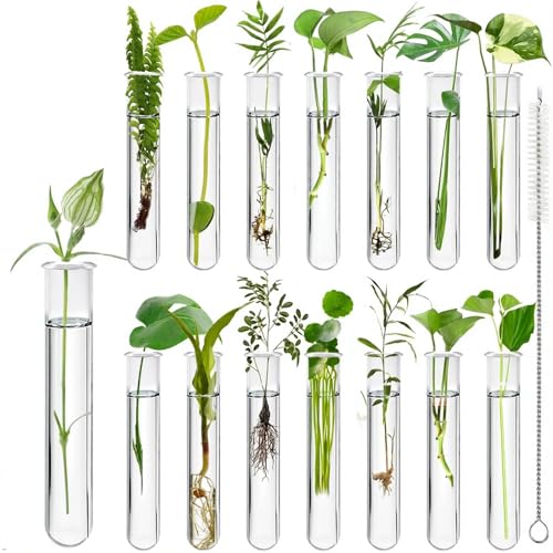 15Pcs Glass Tubes for Plants Plant Propagation Tube Test Tubes for Scientific Experiments 20 ml Glass Test Tubes for Hydroponic Plants Home Office Wall Decor (12cm)