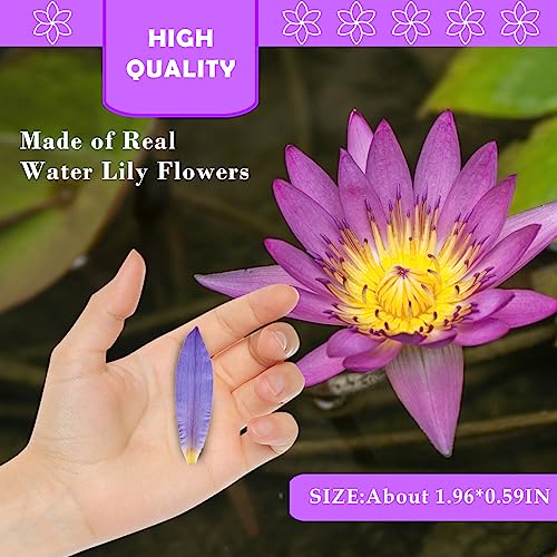 Pétalos secos naturales de flor de loto morados, 42 piezas miniatura 2