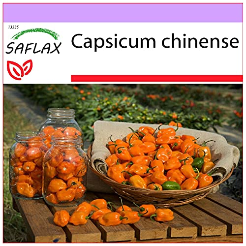 SAFLAX - Chile habanero amarillo - 10 semillas - Capsicum chinense