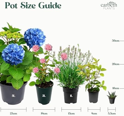 3 x Blueberry Vaccinium Plants inc Vars Like Bluecrop - Patriot - Sunshine Blue - Pink Lemonade - Powder Blue - Ready to Plant 9cm Pots