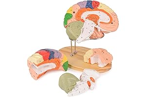 Human Brain Model for 3D Neuroscience Study and Education