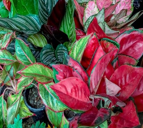 50pcs Fresh Aglaonema Plant Seeds