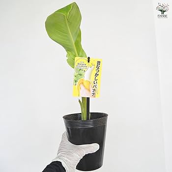 Amazon.co.jp: ITANSE グロスミッシェル バナナ 4号 メリクロン