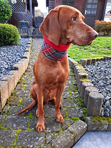 Hundeloop, Hundeschlauchschal kariert