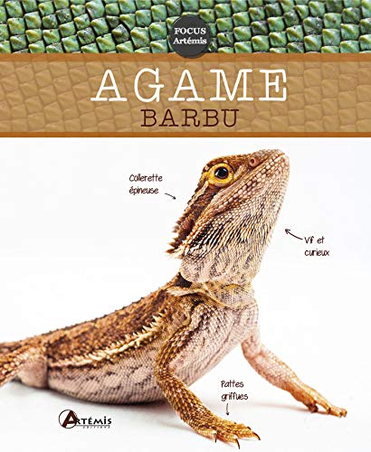 ARTEMIS Agame barbu (0)