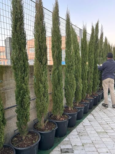 Conifere - Cipresso toscano cupressus sempervirens totem pianta sempreverde in mastello da coltivazione di plastica.