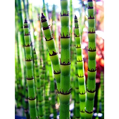 2 x Equisetum Hyemale Live Water Plants Cover