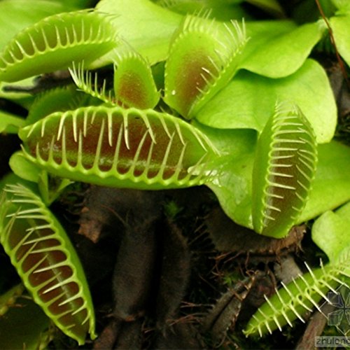 Rowentauk Insectivorous Seed By 10/30/50 Per Bag Garden Plant Seeds Carnivorous Bonsai Family Potted Dionaea Flytrap Seeds