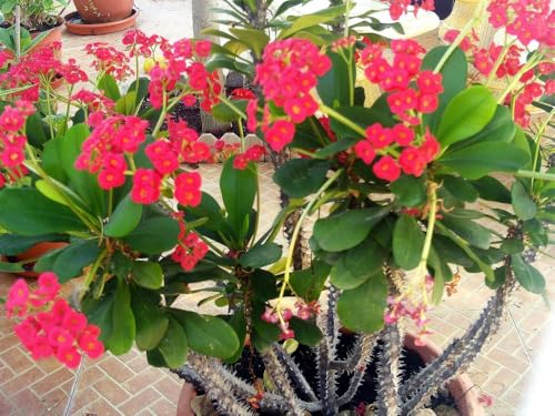 Image of Euphorbia Mili Red Live Flower Plant | Crown of Thorns Ornamental Succulent | Hardy Indoor Outdoor Blooming Plant with Pot | Decorative Houseplant for Home Garden a€ inch Pack of 1
