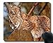 APSRA Podkładka pod mysz do gier niestandardowa, para ryś duże koty drapieżniki 57940 antypoślizgowa gumowa podstawa podkładka pod mysz-18647