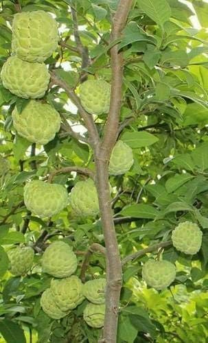 Dwarf Rare Exotic Tropical Fruit Grafted Plant Custard Apples/Sharifa/Sitaphal/Seetha Palam/Seetha Pazham/Sitaphala/Sita Phal/Sharifa Plant With Plastic Pot-image-8