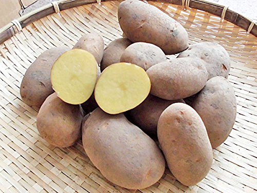 北海道四季工房 北海道剣淵産 北海黄金(ホッカイコガネ) （Ｍ～Ｌ混）